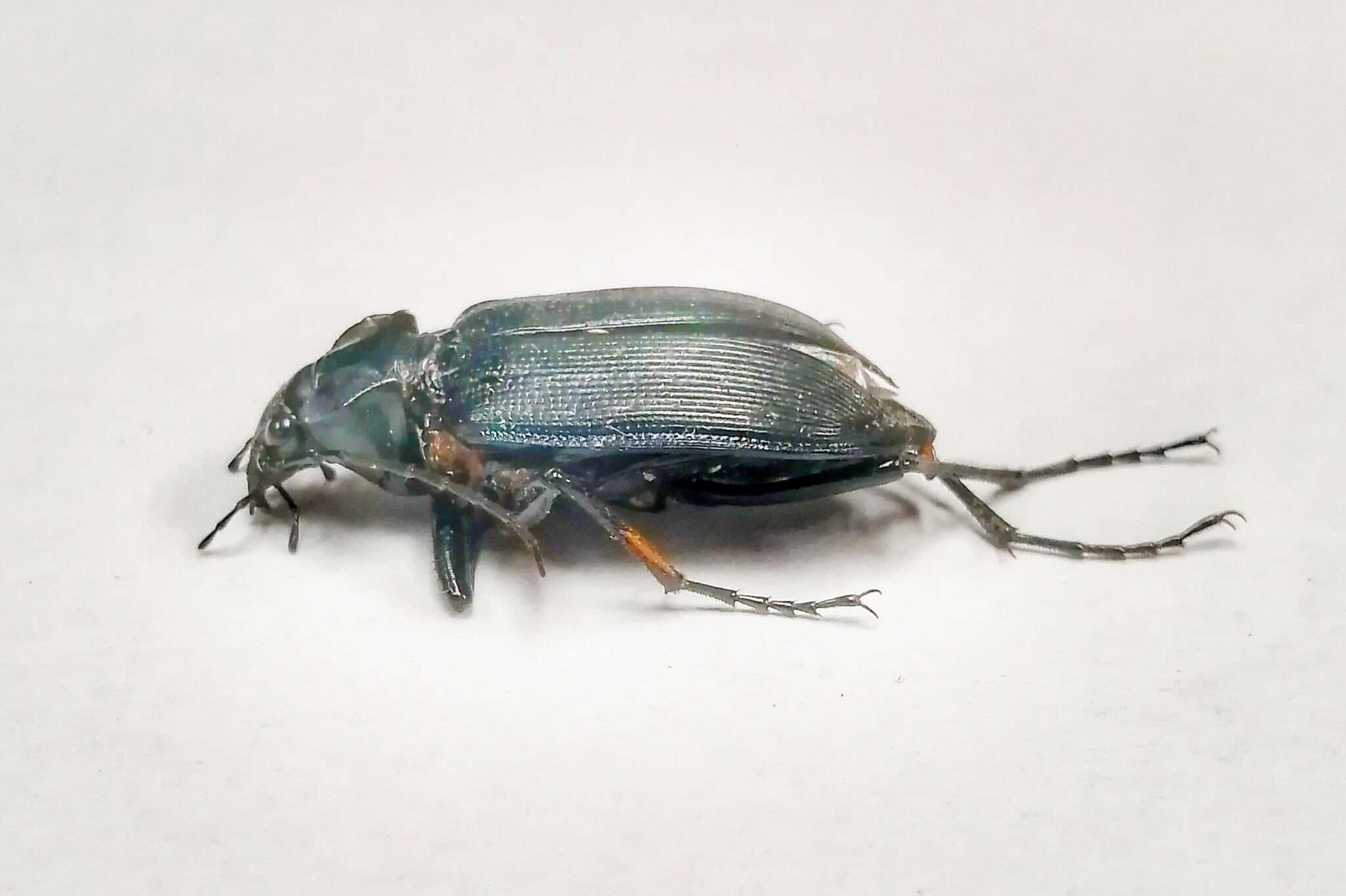 Imagem de Calosoma (Carabosoma) angulatum Chevrolat 1834