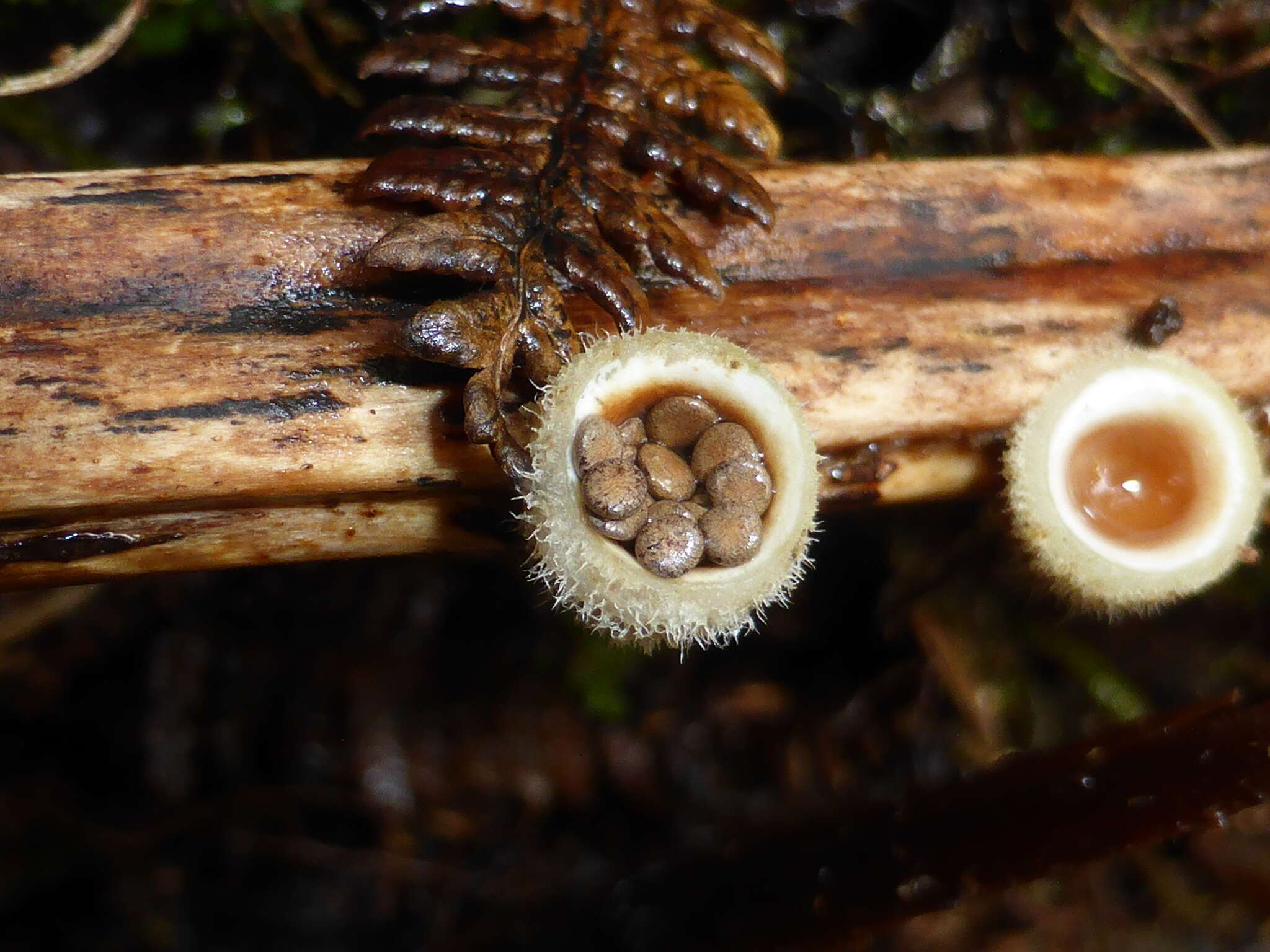 Image of Nidula niveotomentosa (Henn.) Lloyd 1910