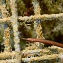 Image of Spotted Pipefish