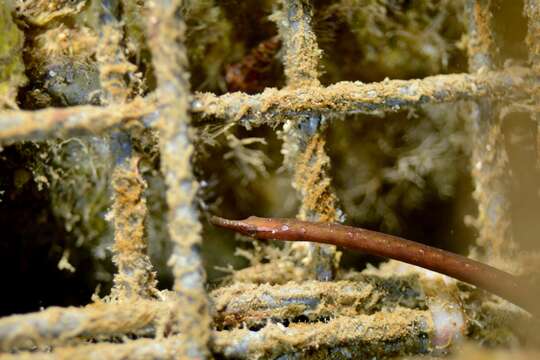 Image of Spotted Pipefish