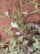 Image of <i>Torenia anagallis</i>