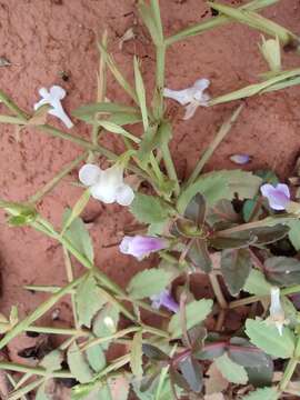 Image of <i>Torenia anagallis</i>