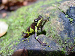 Image of Harlequin frog