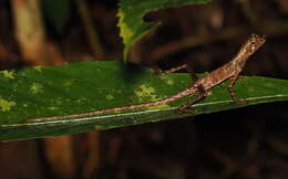 Image of Ornate Earless Agama