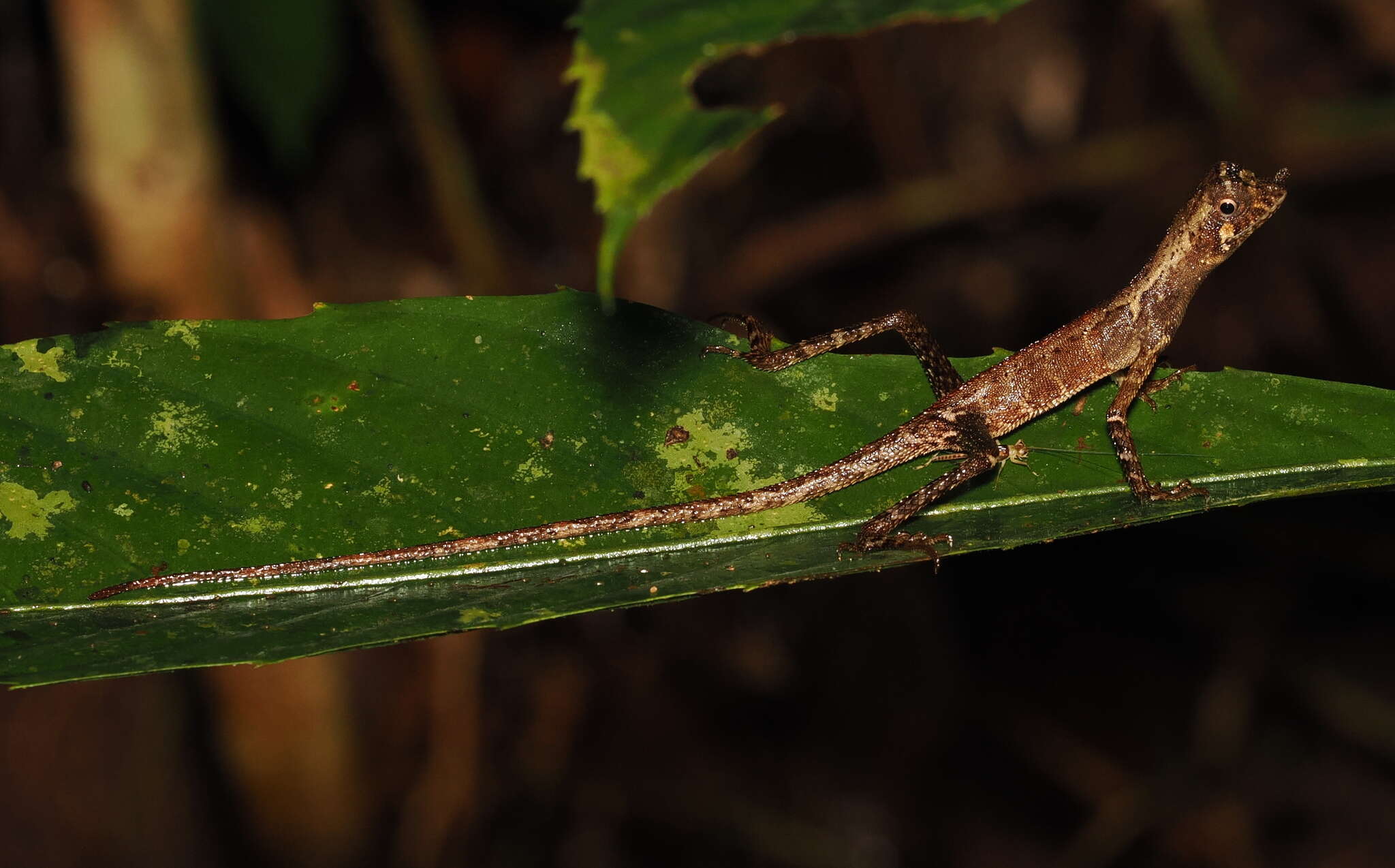 Image of Ornate Earless Agama