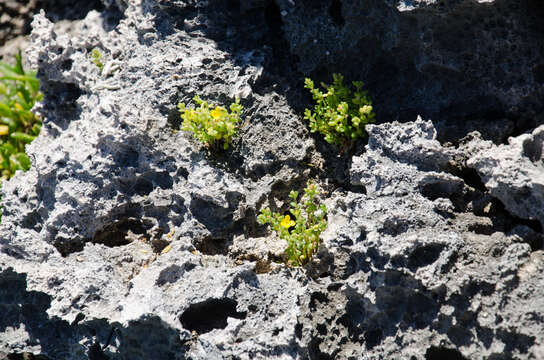 Image of Portulaca mauritiensis Poelln.