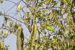 Image of Red-headed Lovebird