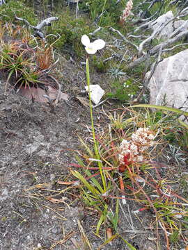 Imagem de Diplarrena latifolia Benth.