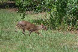 Image of Amazonian Brown Brocket Deer