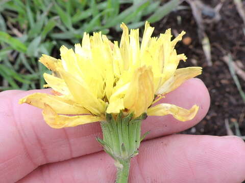 Image of tuberous desert-chicory