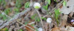 Image of Osmunda japonica Thunb.