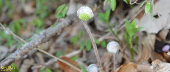 Plancia ëd Osmunda japonica Thunb.