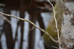 Image of water locust