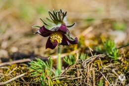 Image of Pulsatilla pratensis subsp. hungarica Soó