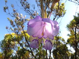 Imagem de Gladiolus bullatus Thunb. ex G. J. Lewis