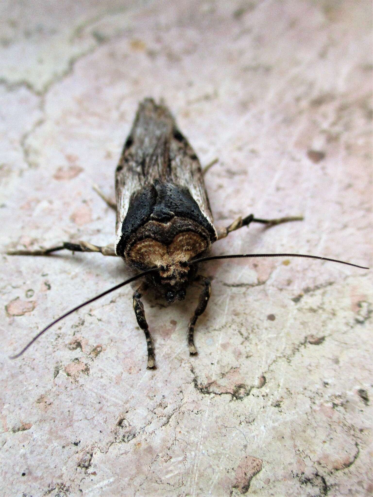 Image of Sword-grass moth