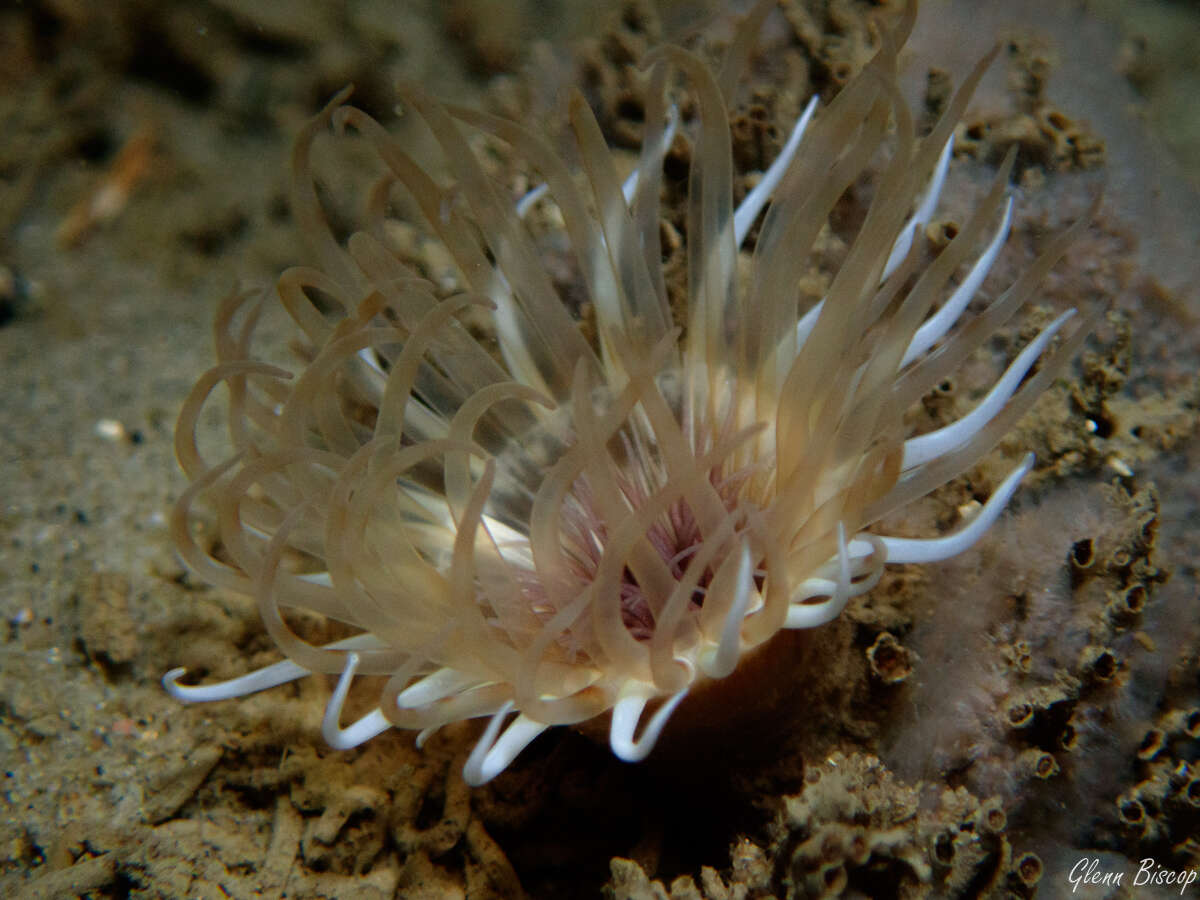 Image de Cerianthus lloydii Gosse 1859