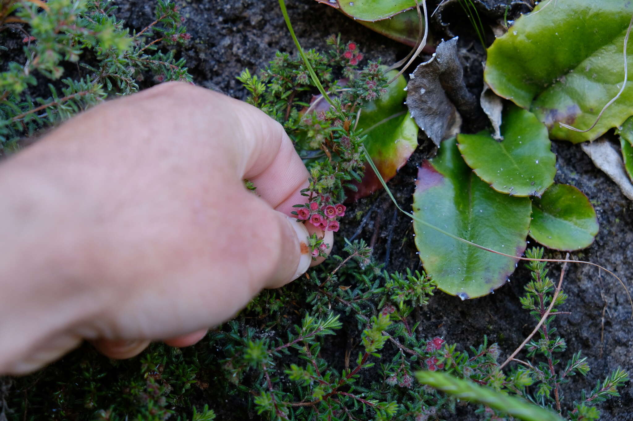 Image of bloodbell heath