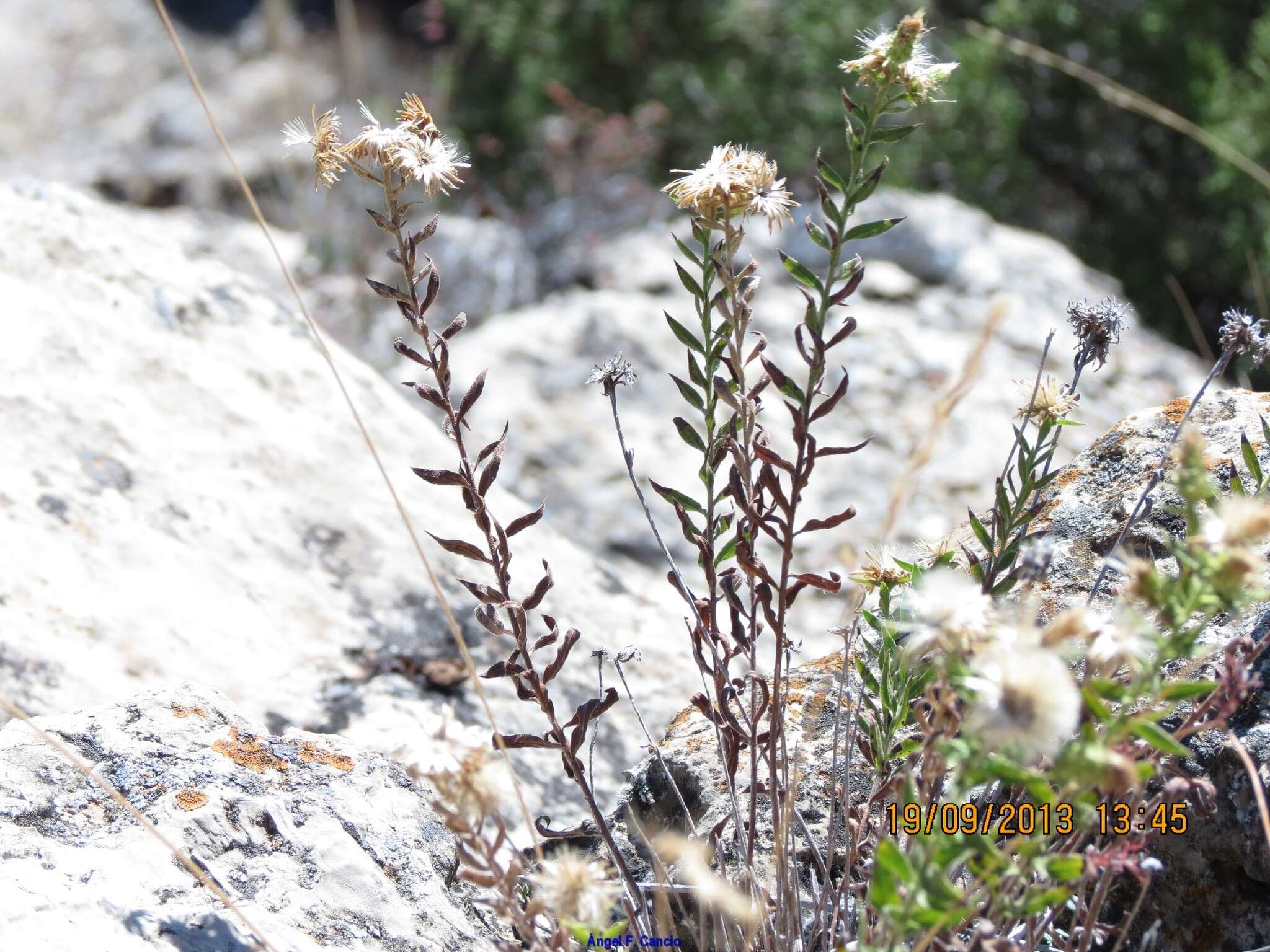 Слика од Chiliadenus glutinosus (L.) Fourr.