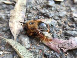 صورة Xylocopa tranquebarica (Fabricius 1804)