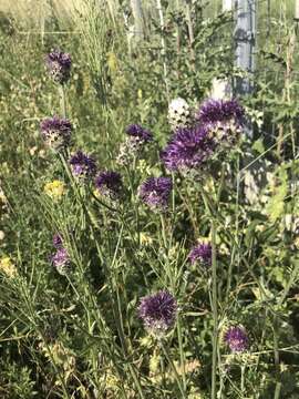 Plancia ëd Centaurea scabiosa subsp. sadleriana (Janka) Asch. & Graebn.