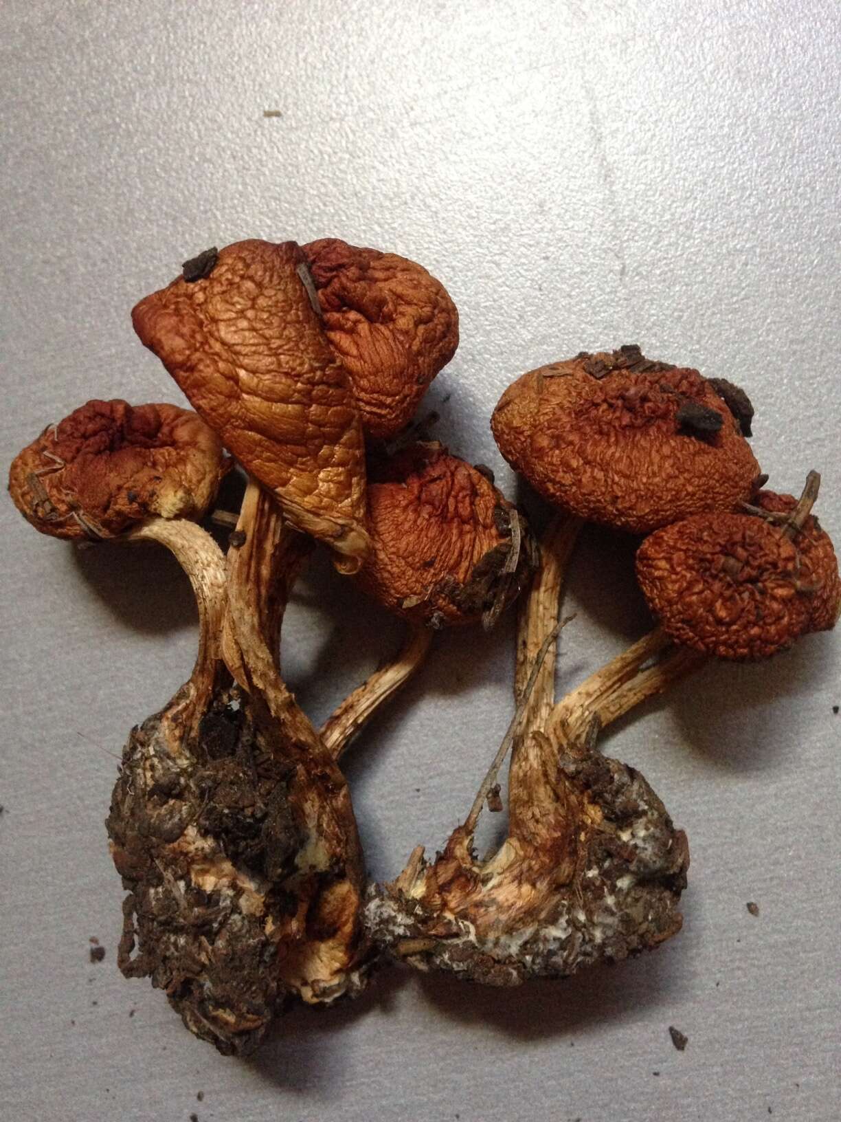 Image de Pholiota rufodisca A. H. Sm. & Hesler 1968