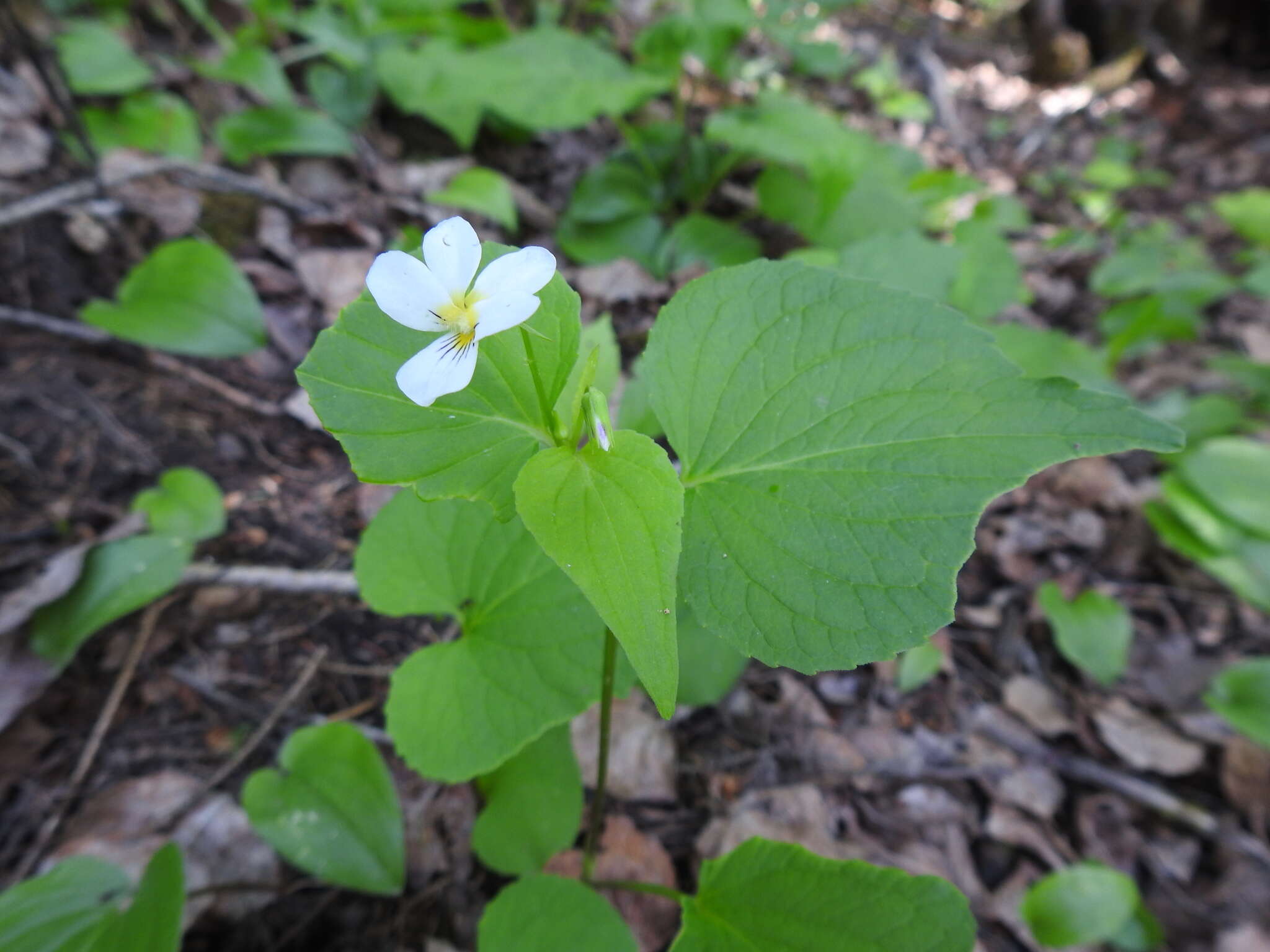 Image of creepingroot violet