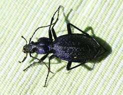 Image of Blue Ground Beetle