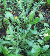 Image of bristly hawkbit