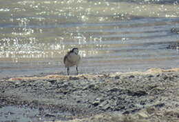 Image of Puna Plover