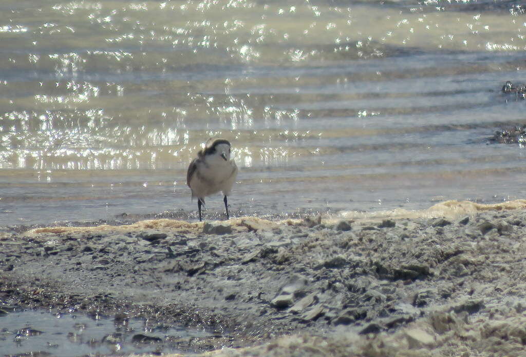 Image of Puna Plover