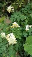 Image of pale corydalis