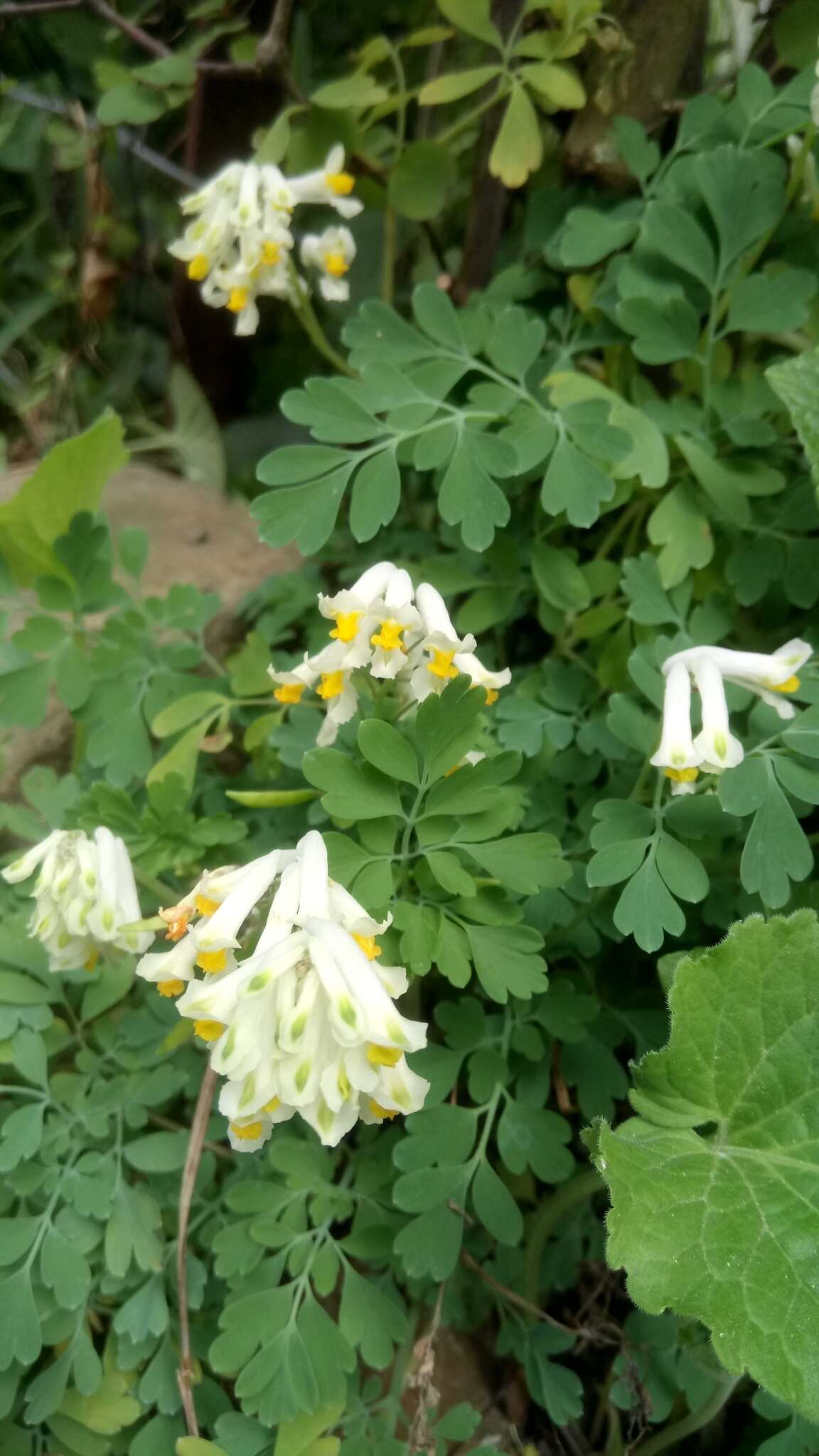 Image of pale corydalis