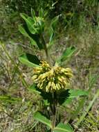 Image of pineland milkweed