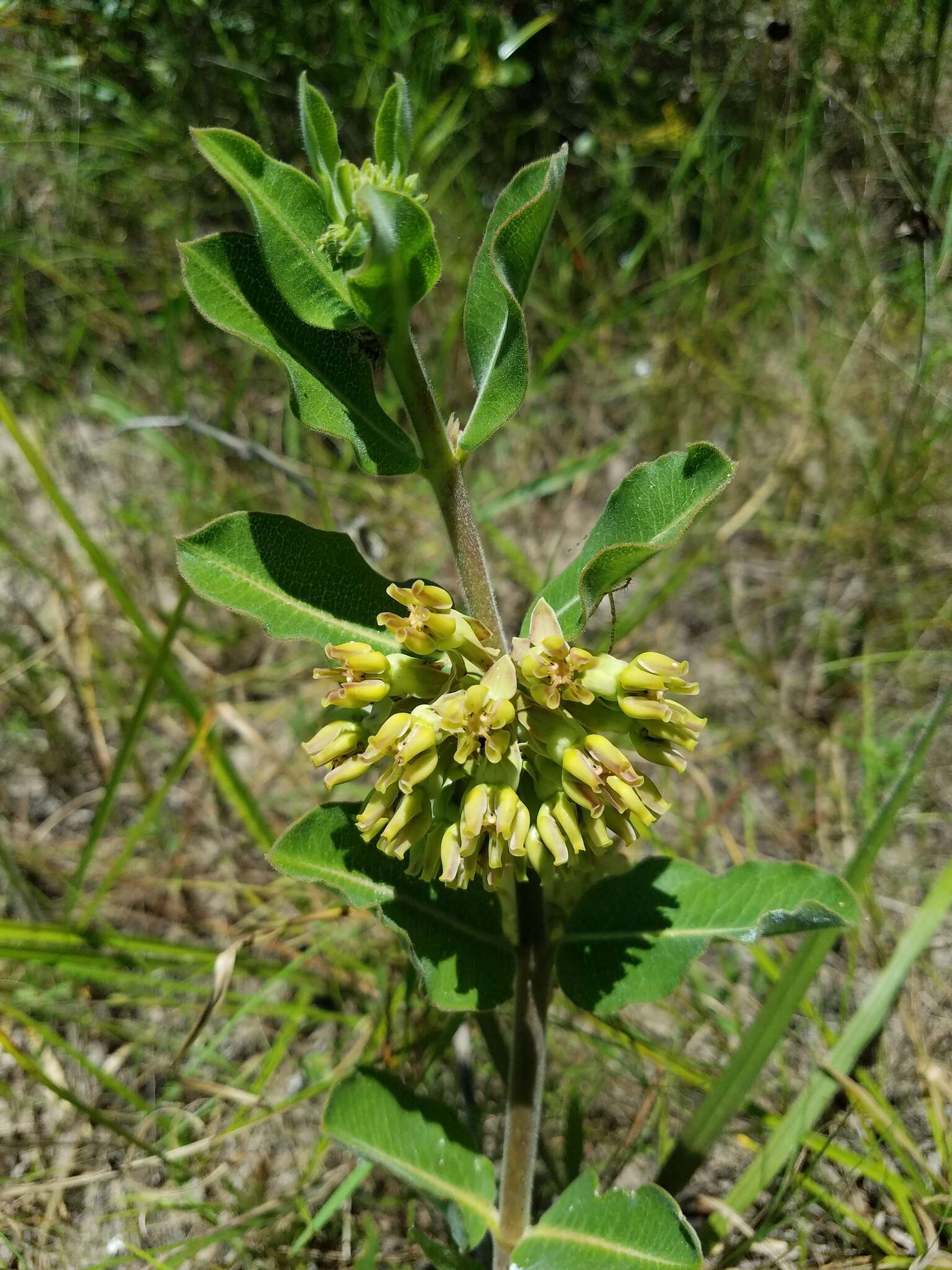 Image of pineland milkweed