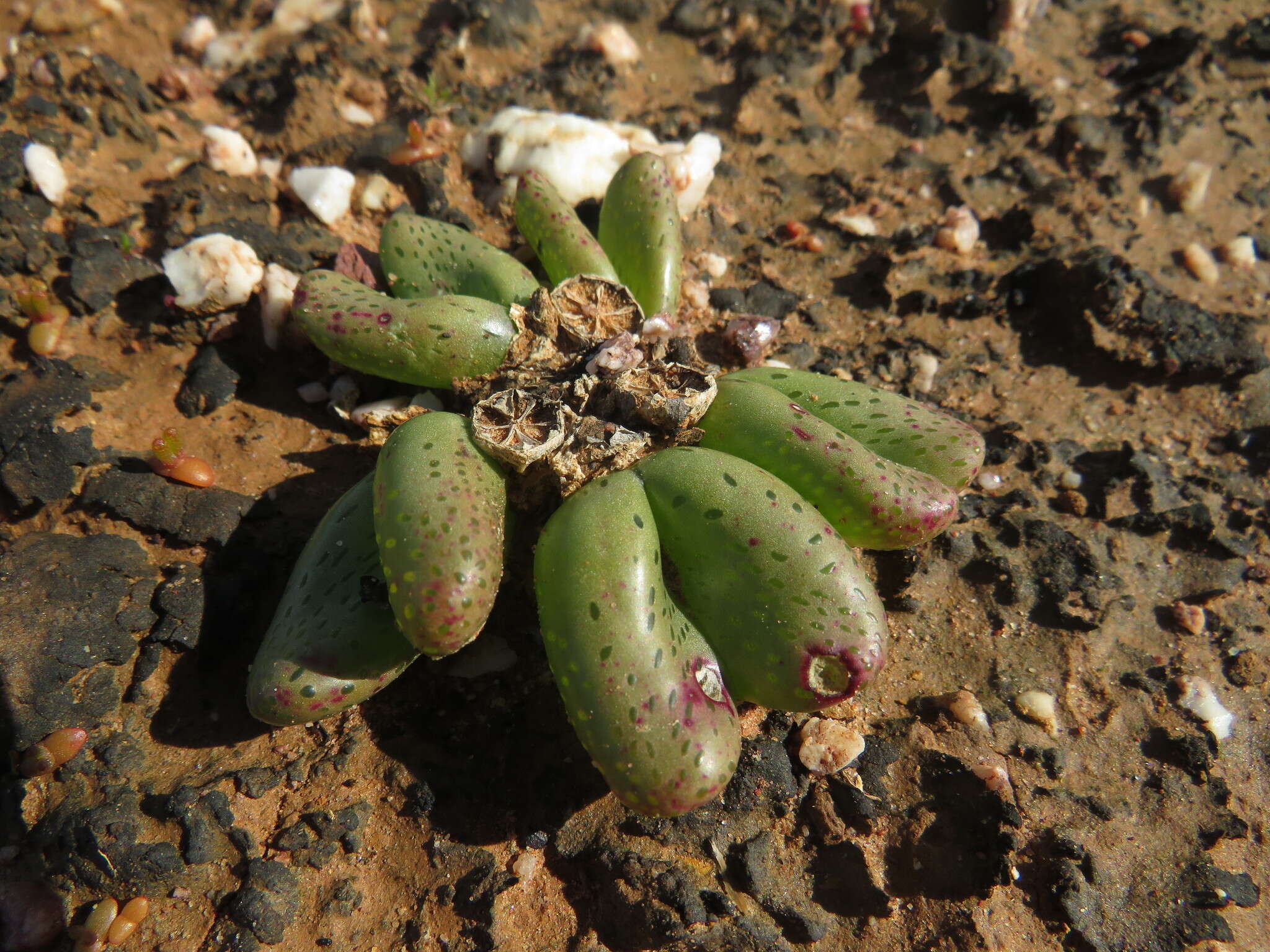 Image of Diplosoma retroversum (Kensit) Schwant.