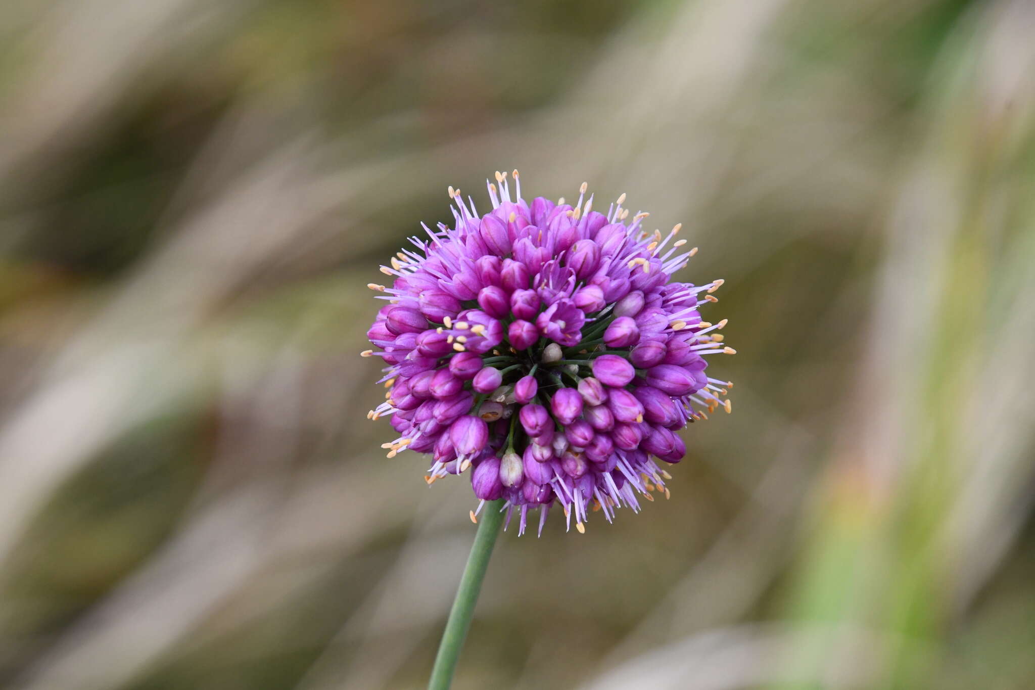 Image of Allium sacculiferum Maxim.