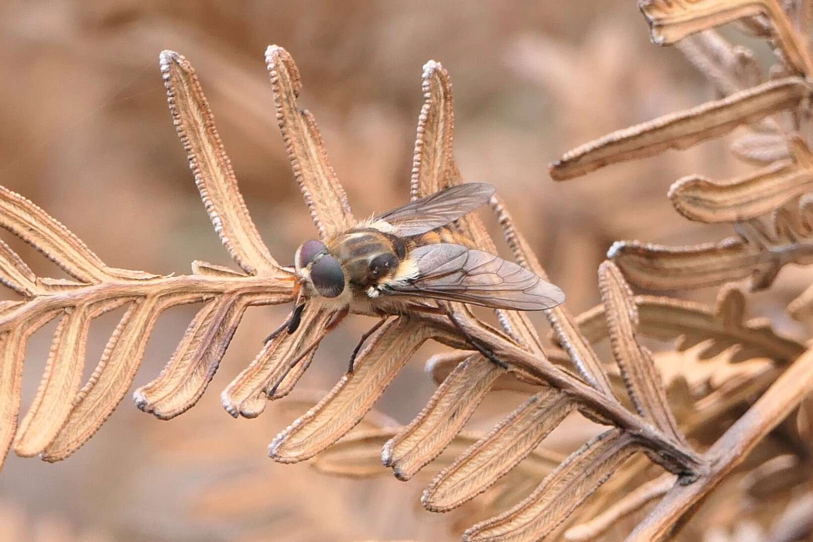 Sivun Scaptia jacksonii (Macquart 1838) kuva