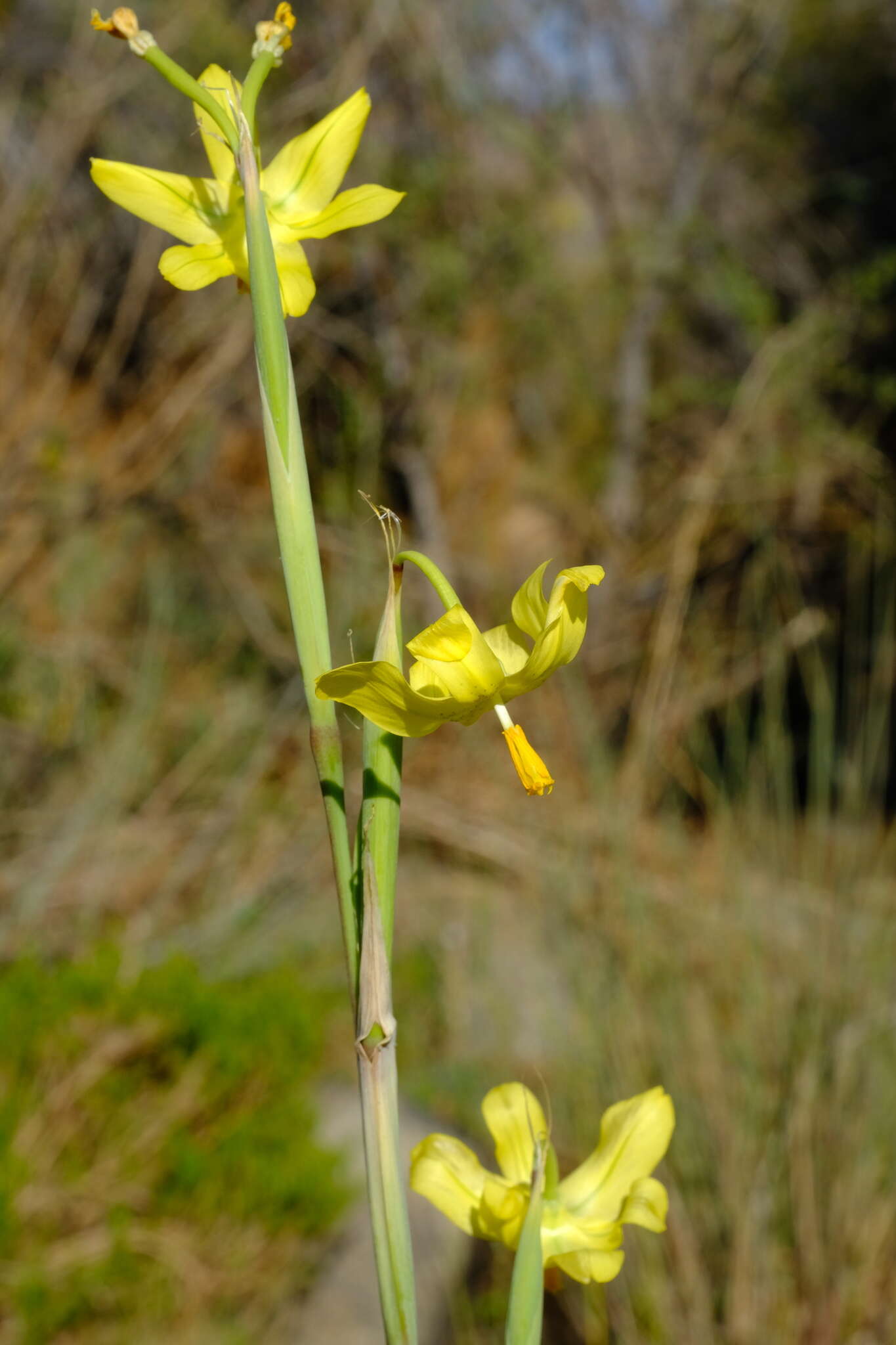 Image of Moraea reflexa Goldblatt