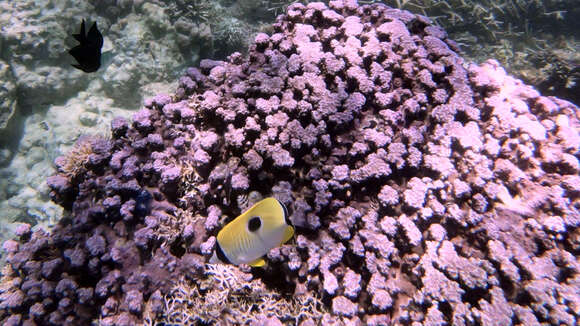 Image of Limespot Butterflyfish