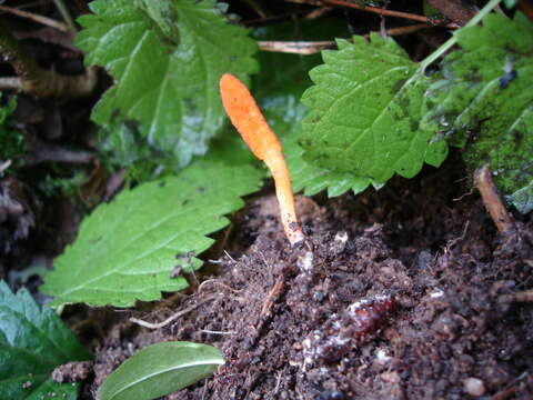 Image of Cordyceps militaris (L.) Fr. 1818