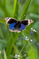 Image of Junonia orithya wallacei Distant 1883