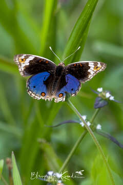 Image de Junonia orithya wallacei Distant 1883