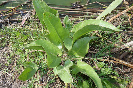 Image of Senecio bonariensis Hook. & Arn.