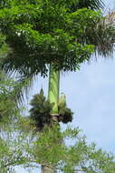 Image of Roystonea dunlapiana P. H. Allen