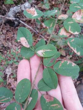 Image de Lespedeza hirta subsp. curtissii Clewell