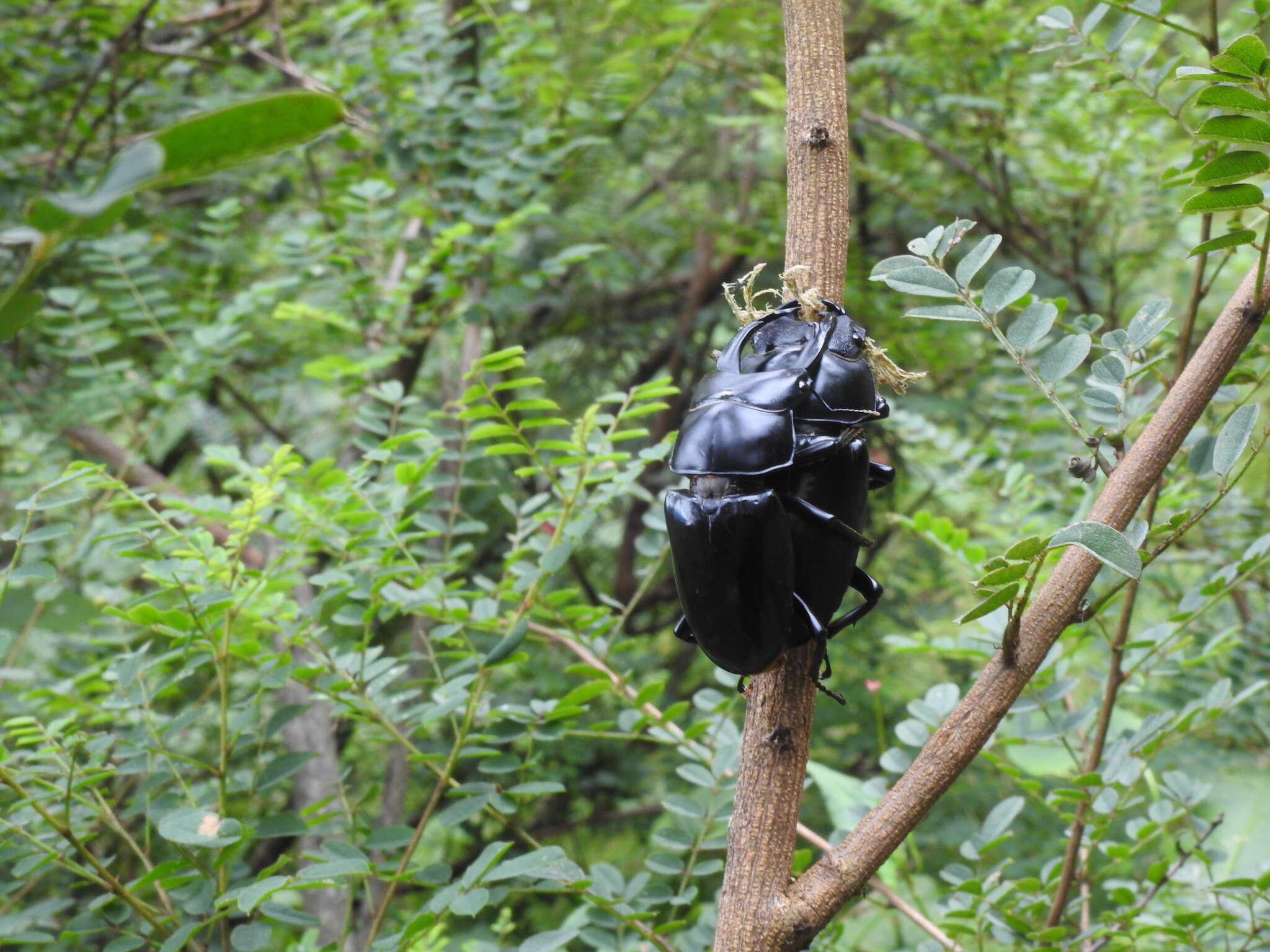 Image of Dorcus nepalensis (Hope 1831)