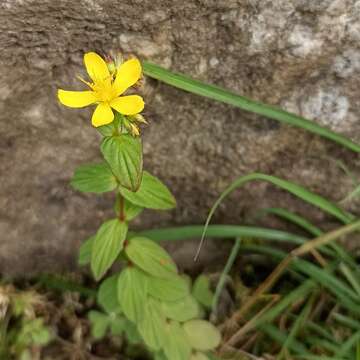 Image of Hypericum elodeoides Choisy