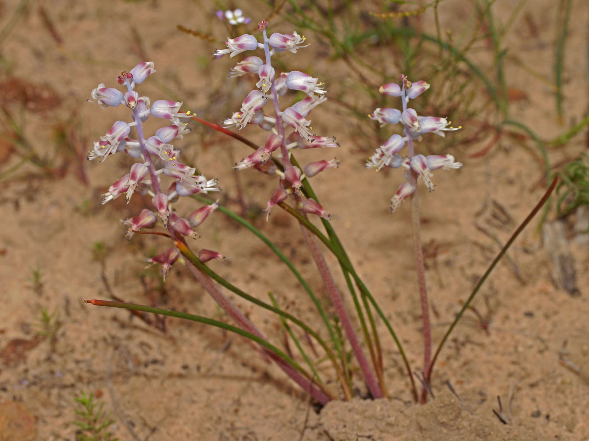 Image of Lachenalia juncifolia Baker