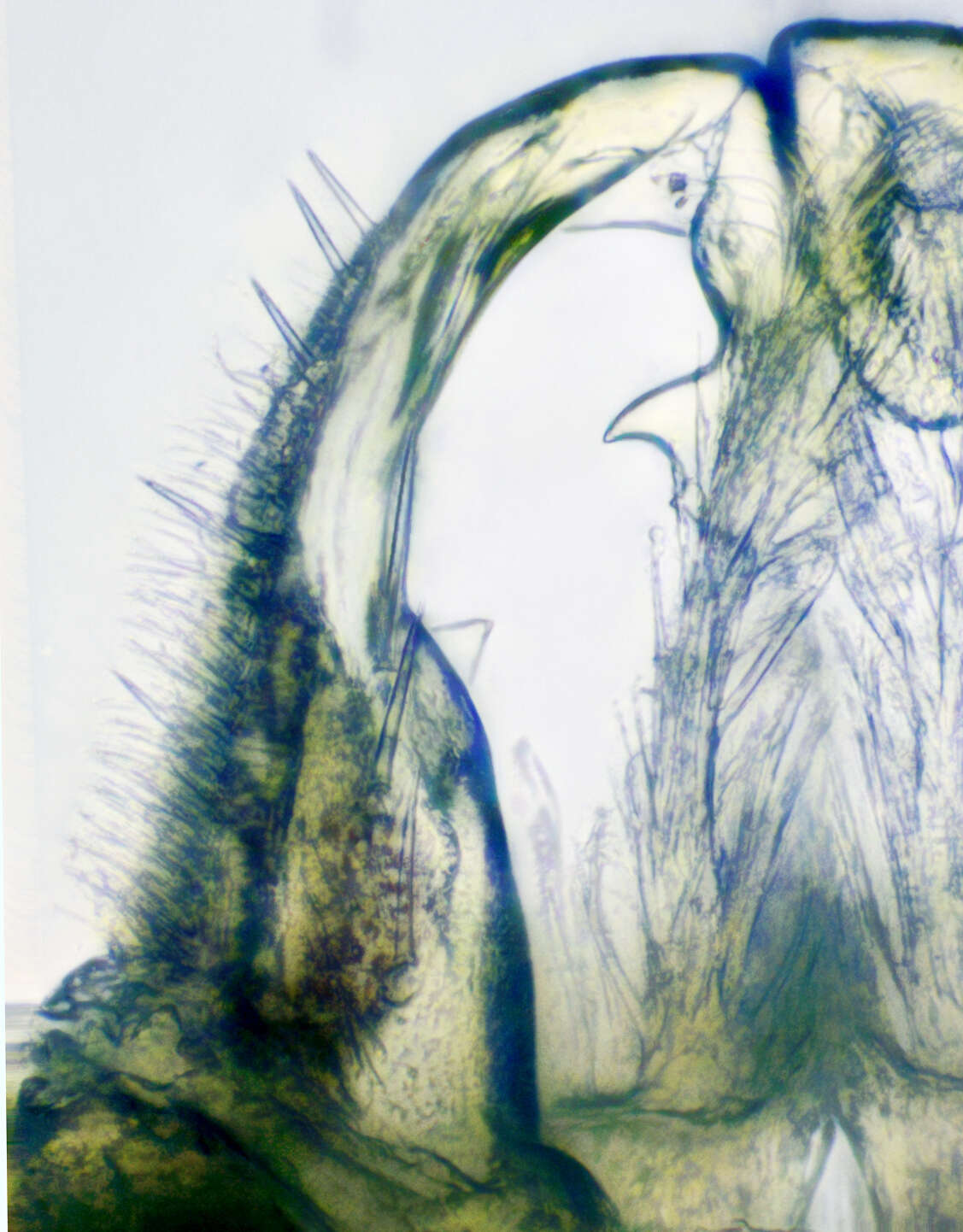 Image de Trichopetalum lunatum Harger 1872